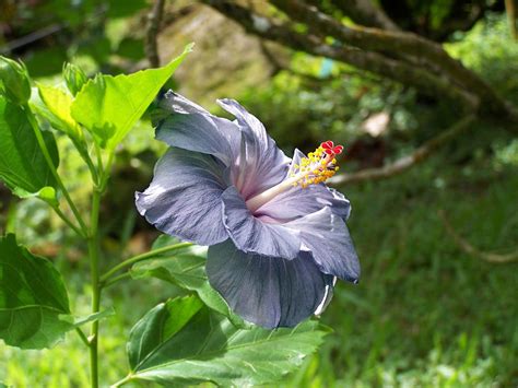  The Purple Hibiscus: A Lush Exploration of Love and Loss Underneath a Tropical Sun